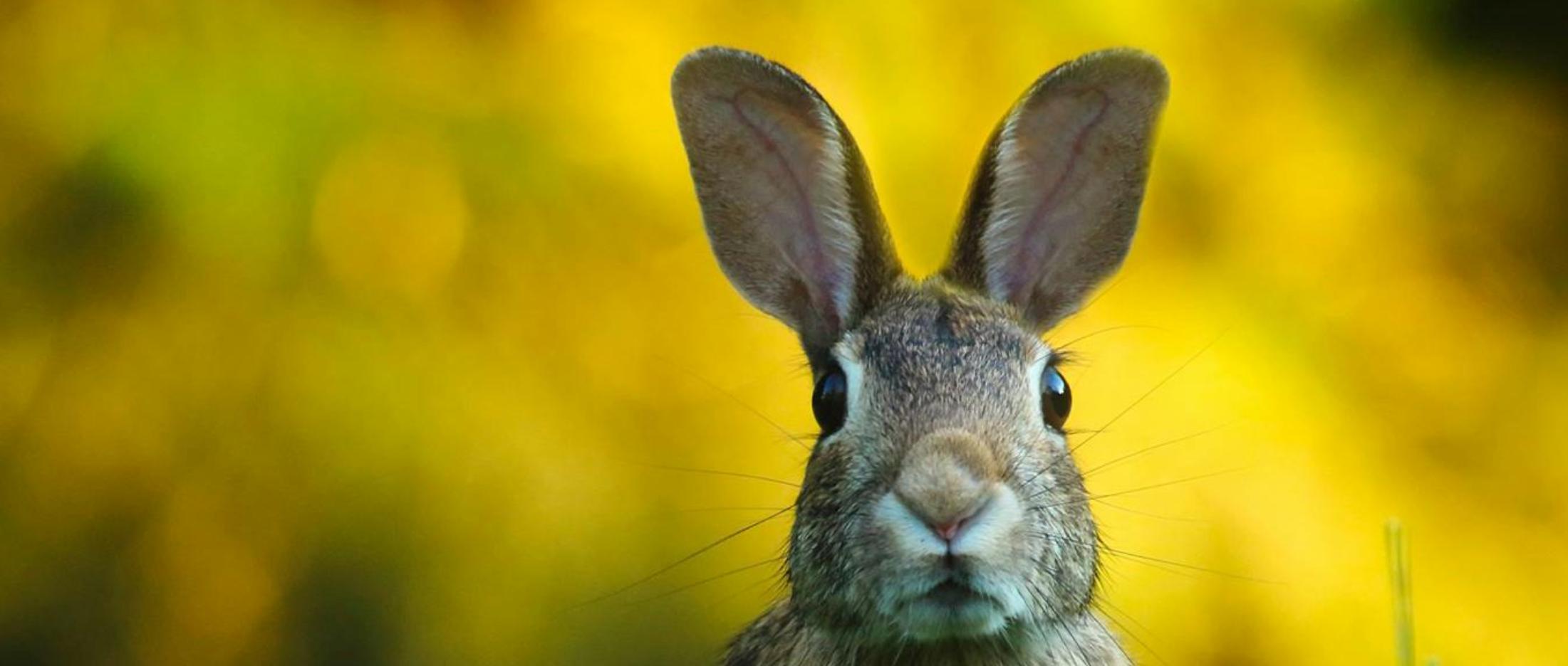 pexels-pixabay-247373_2